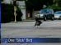 Turkey Ties Up Traffic In Lake Bluff
