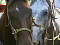 Royalty Free Stock Video SD Footage Close Up of Two Horses at a Ranch Near Puerto Vallarta,  Mexico