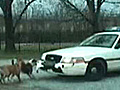 Dog Eats Cop Car