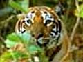 Tiger cub deaths: Investigations suggest poisoning