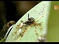 Green Ants vs. Paper Wasps