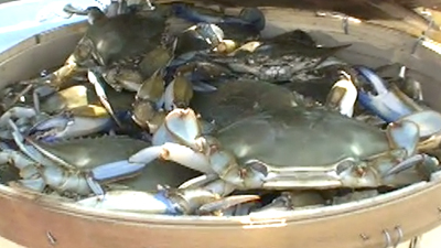 Do-it-yourself crabbing