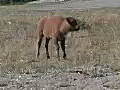 Royalty Free Stock Video HD Footage Calf Standing in a Field in Grand Teton National Park