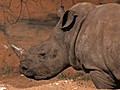 Un refuge pour les rhinos braconnés en Afrique du Sud