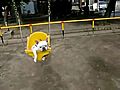 Smallish Dogs Enjoy Swings at City Park
