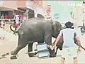 Wild Elephant Attack Caught On Camera