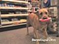 Harley the Hardware Store Dog