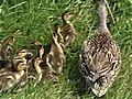 Ducklings Reunited With Mom After Sewer Rescue