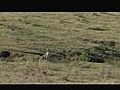 Cheetahs in Ngorongoro Tanzania