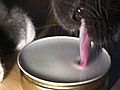 A cat drinking milk