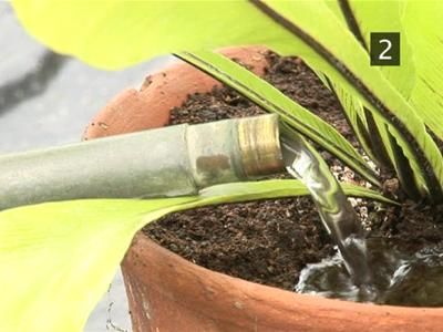 How To Water House Plants