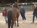 Fairgrounds Takes In 50 Evacuated Horses