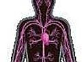 The Body&#039;s Cardiovascular System