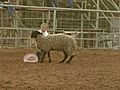 Mutton Busting In Muldrow