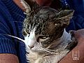 Cat Stuck In Grate Rescued