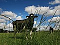 Proper Welsh Milk’s plan for Whitland ex-creamery site