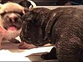 French Bulldog Puppy Playtime