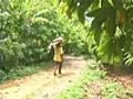 Le cacao, fève d&#039;avenir à Saint-Domingue