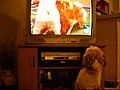 Murphy watches the puppybowl 3!