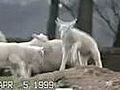 Ballet Sheep