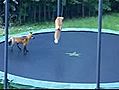 Des renards font du trampoline