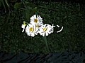 五月の野の花