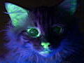 Focus Earth: Glow Kitty