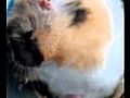 Intense hammy life