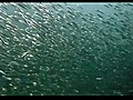 Swimming In a School of Fish