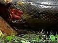 Anaconda Eating Capybara