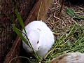 Un lapin né sans oreilles à proximité de Fukushima (Japon)