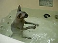 Cat Just Loves Water