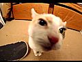 Cat Tailwhips Camera - Exyi - Ex Videos