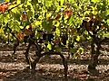 Liefde op het eerste gezicht (Coup de coeur) - Domaine St. Paul de Marseillais., Le rêve (De droom) 24-05-2006
