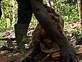 Global Crisis Doesn&#039;t Spare Cocoa