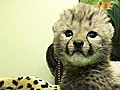 Raw Video: Baby Cheetah Squeaks,  Scrambles