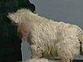 How to Handstrip the Body - West Highland White terrier