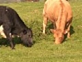 Brown and black cow grazing