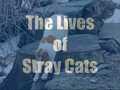The Lives of Stray Cats