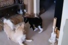 Dargo Attacks Smeagle In A Messy Room
