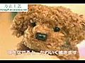 Megahouse teacup poodle