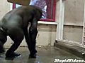 Break Dancing Gorilla