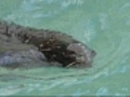 New England Aquarium debuts two new seals