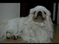 ペキニーズ シロ君♂とクロ嬢♀の微妙な関係&#12290;/Pekingese