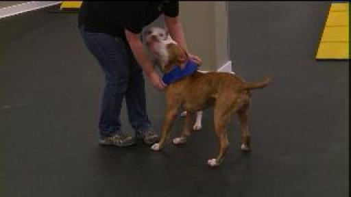 FoxCT: Pet Adoption Event In Bloomfield 7/15