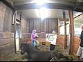 Ebony Gave Birth to a Filly at Gypsy Elite