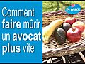 Comment faire mûrir un avocat plus vite