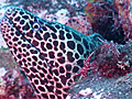 Fishes And Corals Stock Footage