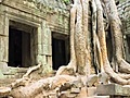 Strangling Trees of Angkor Wat - Great Attractions (Cambodia)