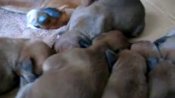 Newborn Puppies Make Spooky Halloween Sounds